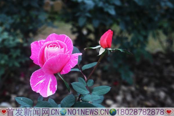 Cg-4WVKcIP2IfGmnAAT-maqoNDYAAN0xQHgpyEABP6x210.jpg